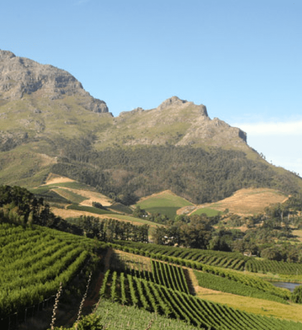 Stellenbosch View