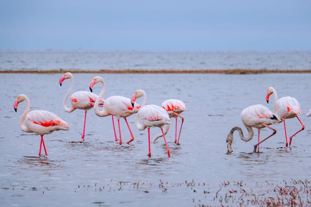 Birds at Kruger National Park