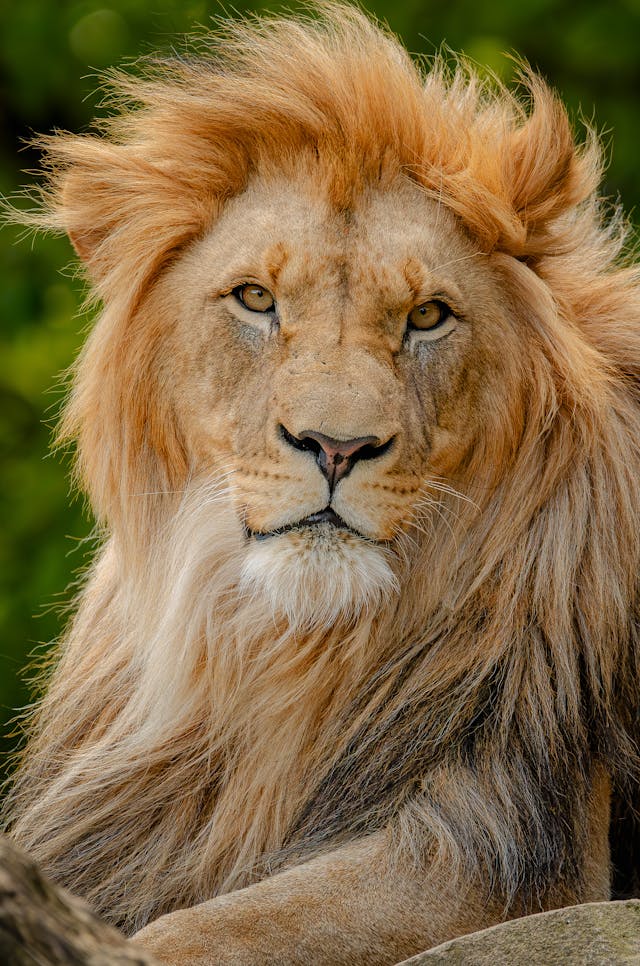 Lion - Kruger National Park