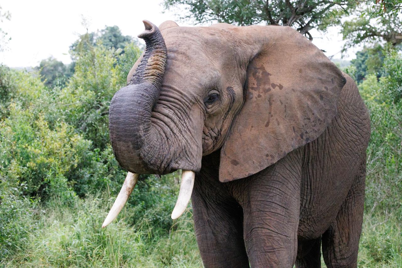 A male African elephant in a South African national park