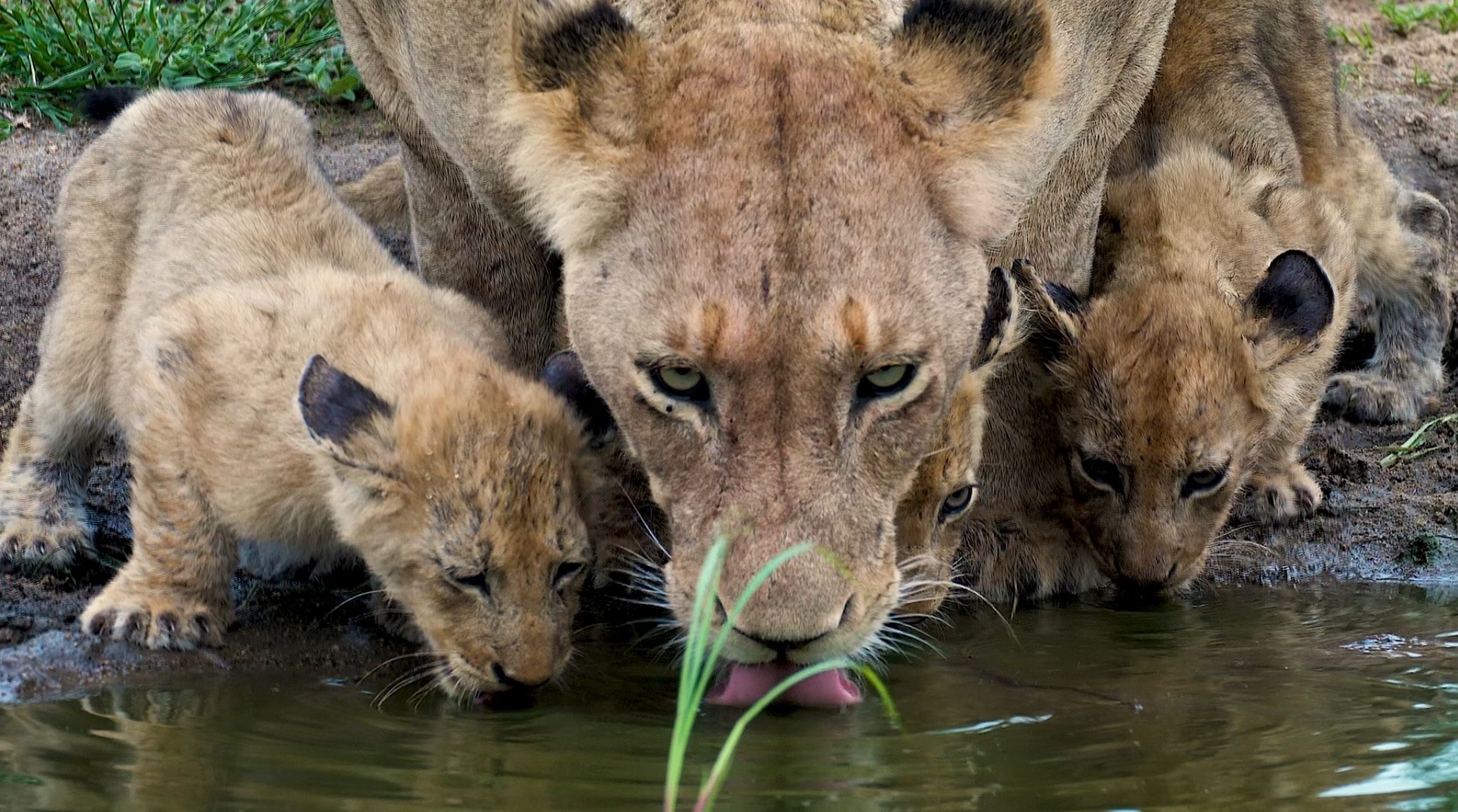 Lions drinking water in the Kruger National park.