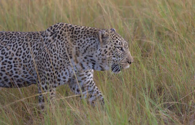 Leopard at Sabi Sands Nature Reserve