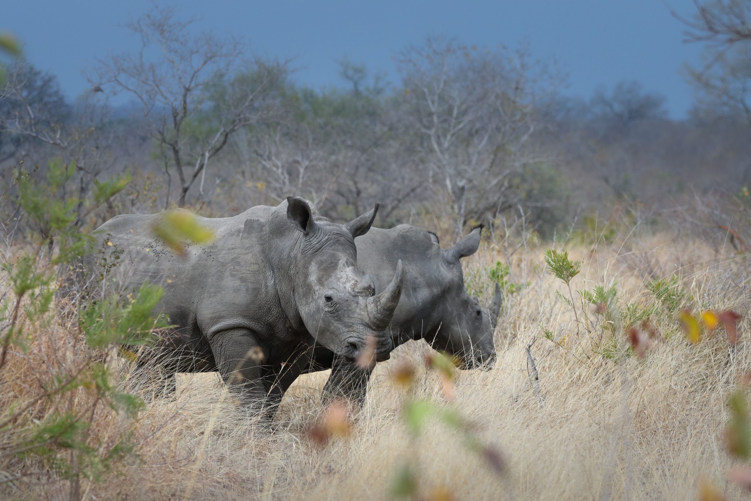 Two white rhinos in a South African national park