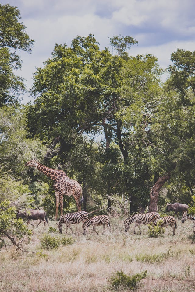 Zebras and giraffes in the wild!