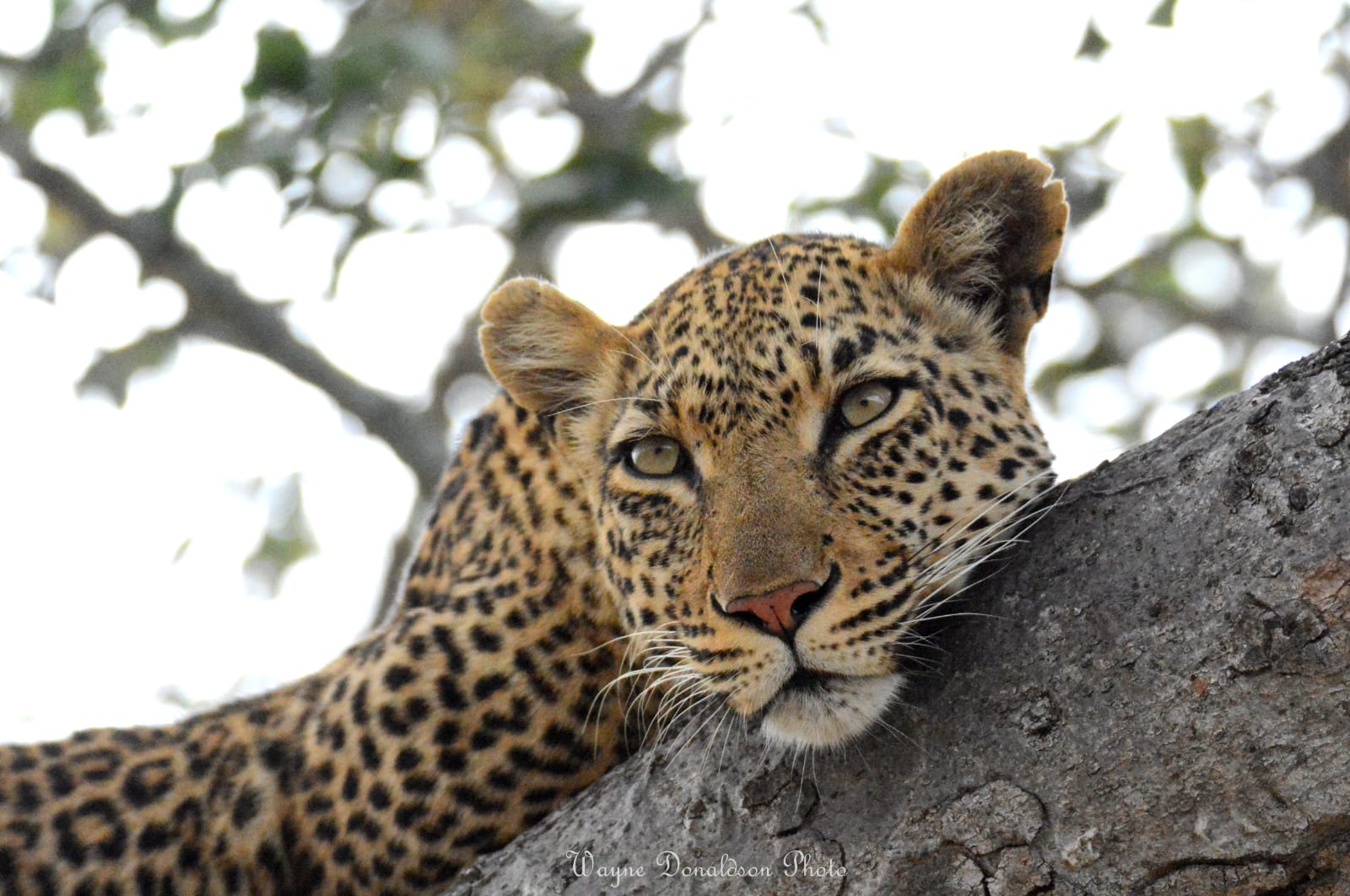 Leopard resting on a tree