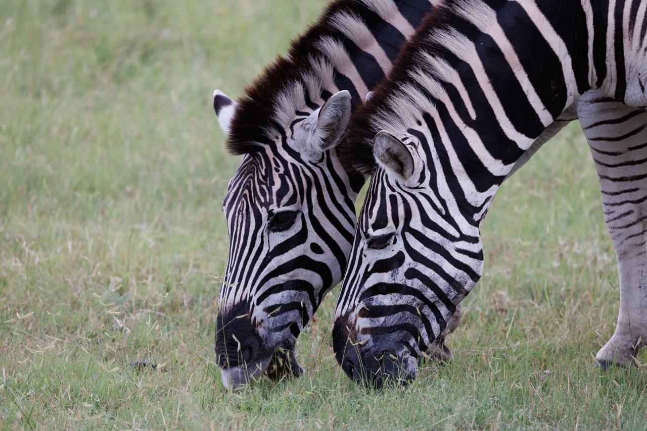 Two zebras grazing in a South African National Park