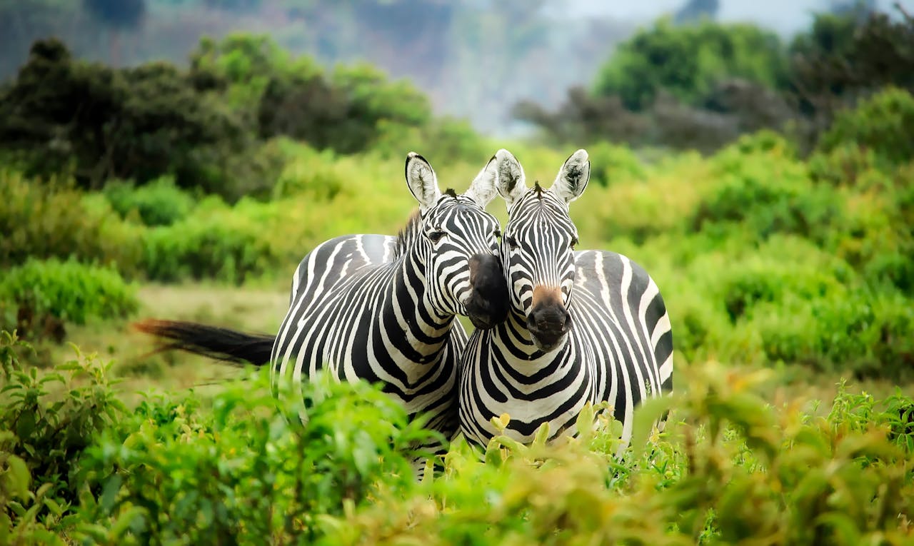 Two Zebras