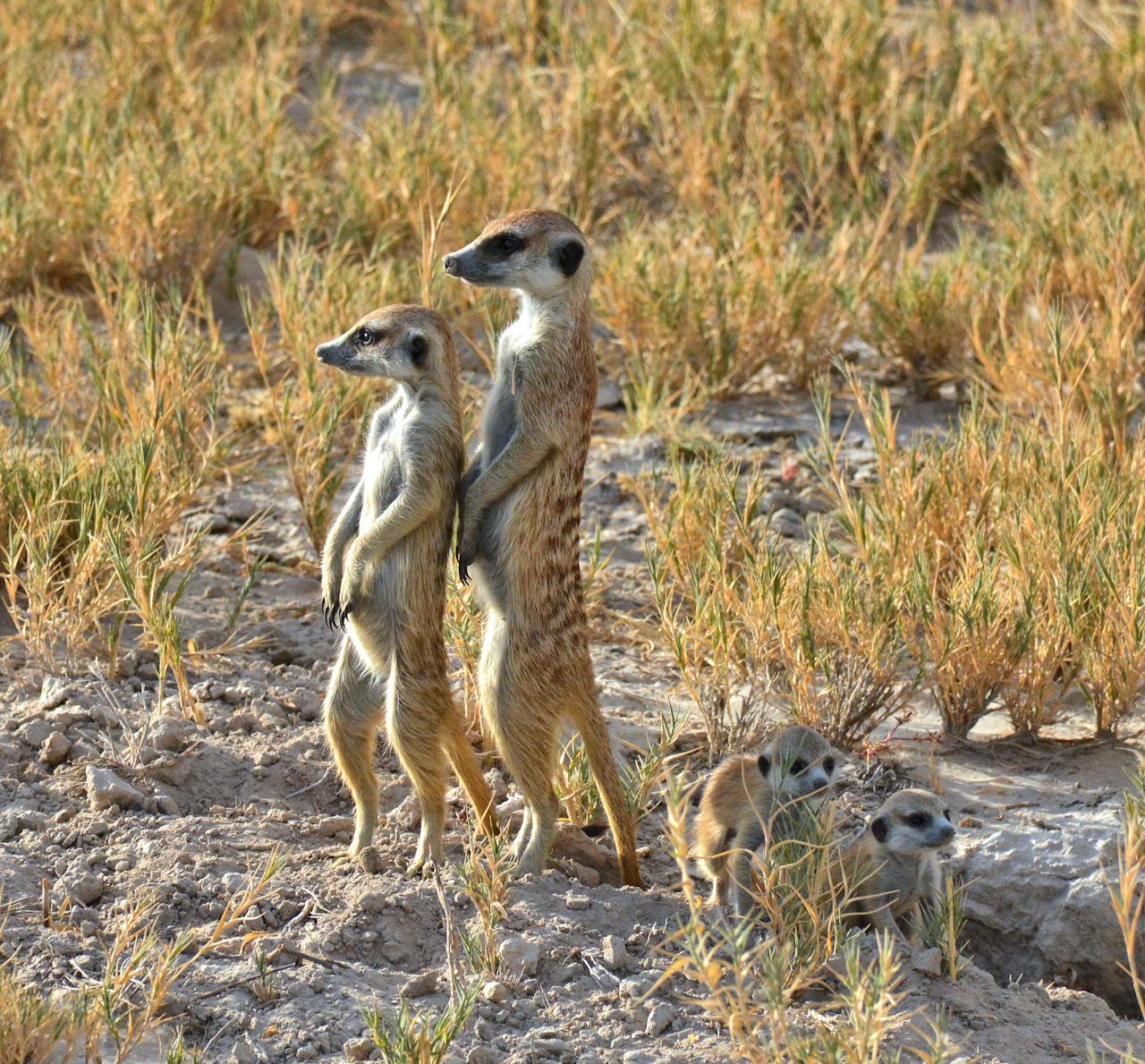 Meerkats