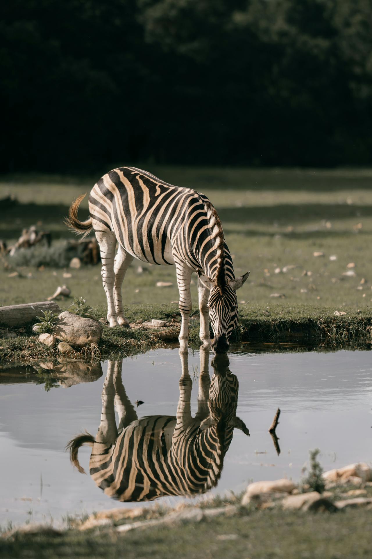 zebra drinking water