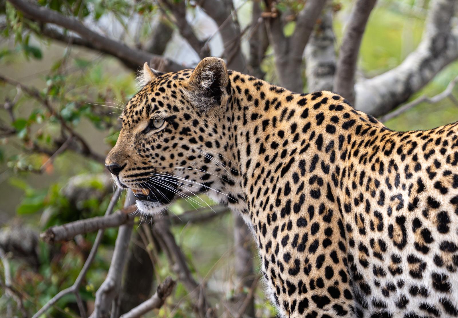 Leopard in Zimbabwe