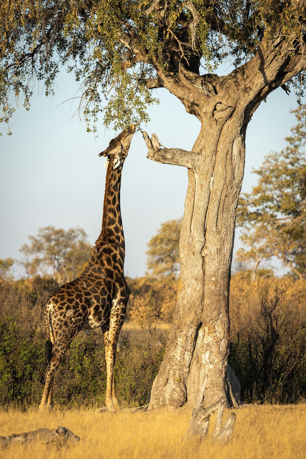 Giraffe in Zimbabwe