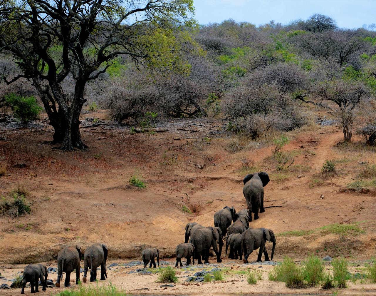 Herds of elephants in Tarangire