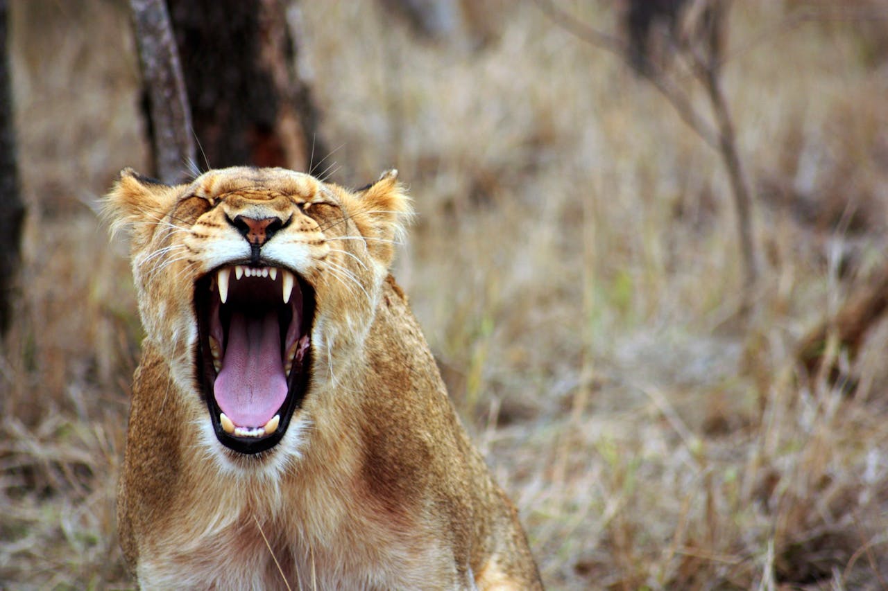Lioness roaring