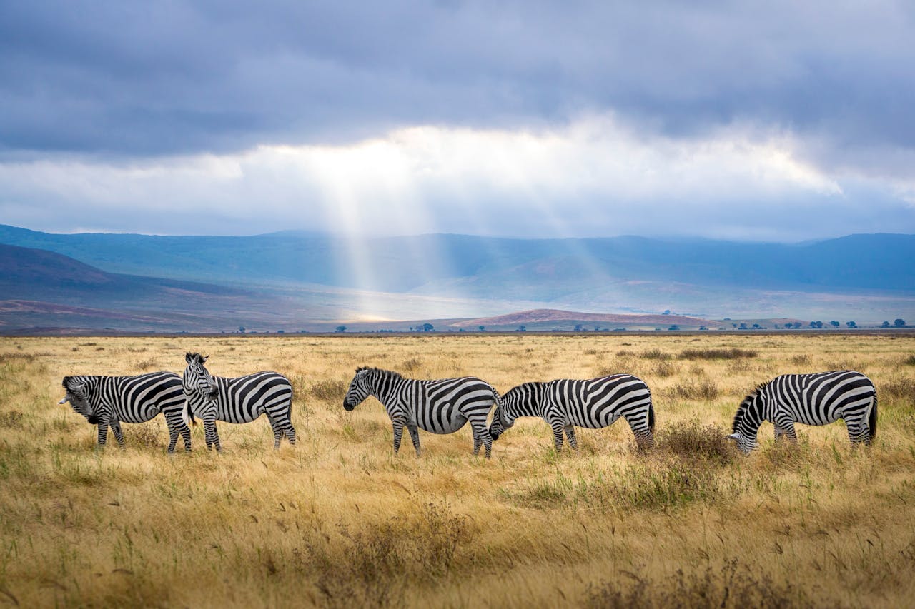 Zebras grazing