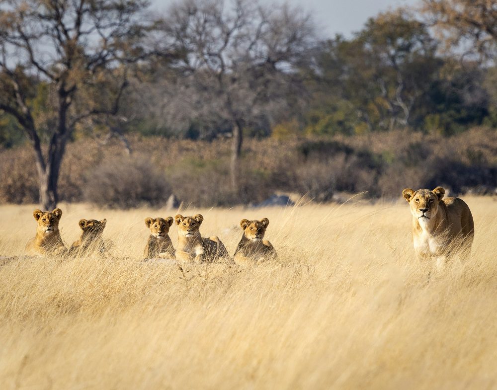 Lions in Zimbabwe
