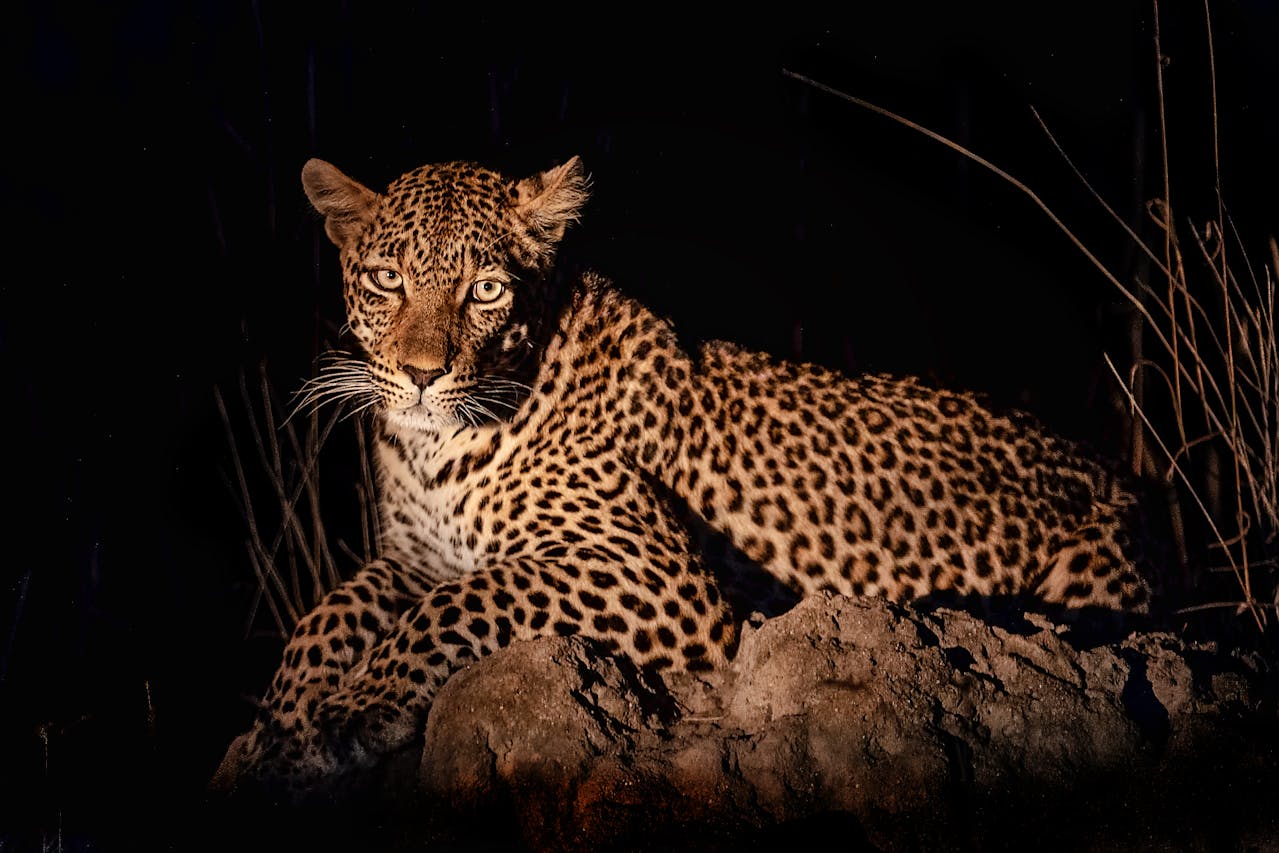 Leopard on night safari