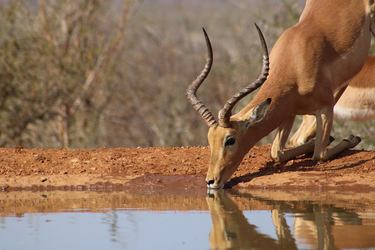 Impala drinking water