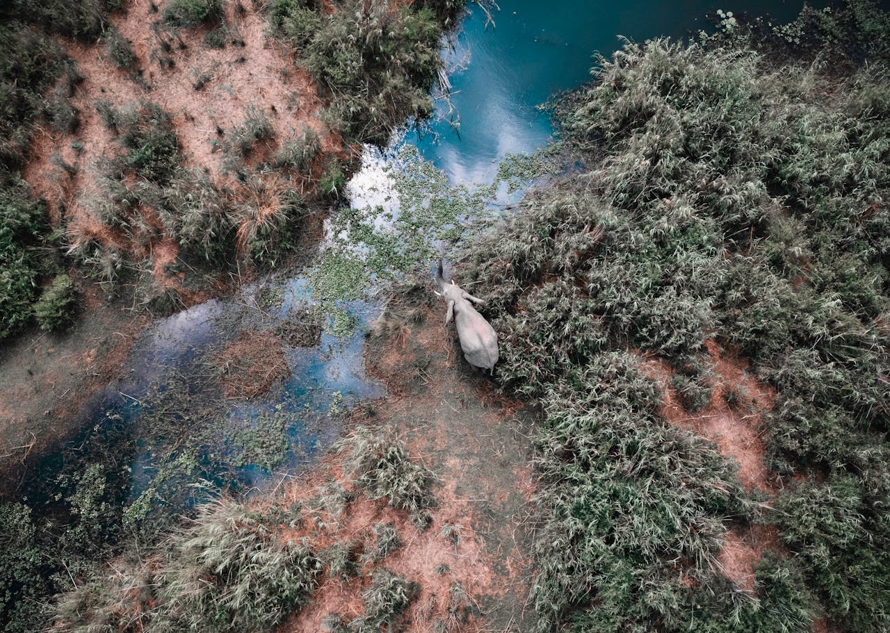 Elephant in the Zambia Wetlands